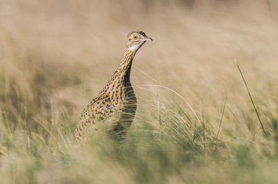 Close-up of bird on field