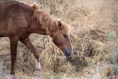 Horse in a field