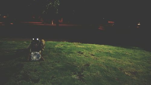 Horse on field at night