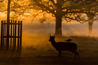 Silhouette deer on field against sky during sunset