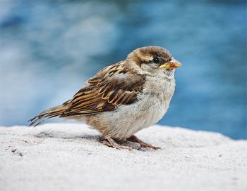 Close-up of sparrow perching outdoors