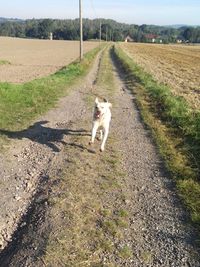 Dirt road passing through field