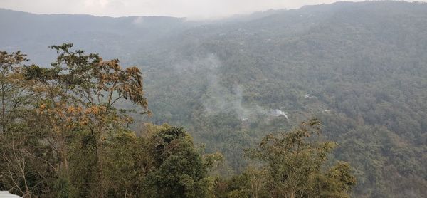 High angle view of trees on mountains