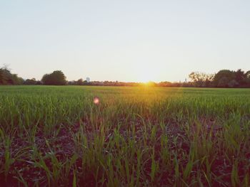 Scenic view of field against clear sky during sunset