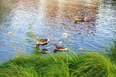 Duck swimming in a lake