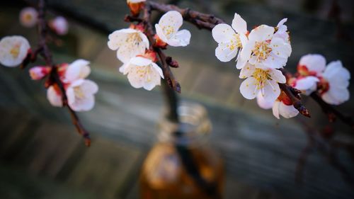 Close-up of white flowers blooming on branch