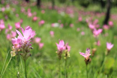 Close-up of pink flowering plants on field