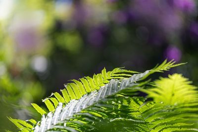 Close-up of fresh green leaves on plant