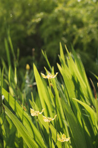 Close-up of fresh green plant