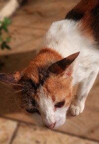 Close-up of cat sleeping