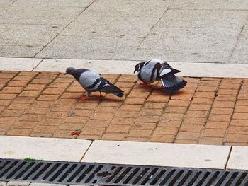 High angle view of pigeons on sidewalk