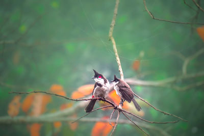 Close-up of bird perching on a branch