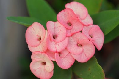 Close-up of pink flowering plant