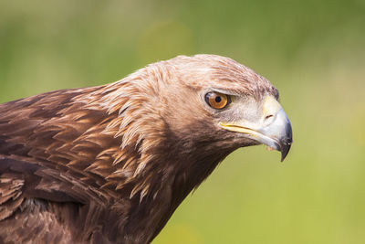 Golden eagle close up, aquila chrysaetos, andalusia, spain