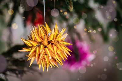 Close-up of yellow flowering plant