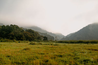 Scenic view of field against sky