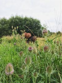 Close-up of flowering plants on field