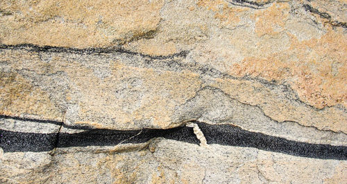 Close-up of lizard on rock