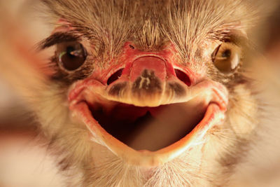 Close-up of a smiling ostrich bird