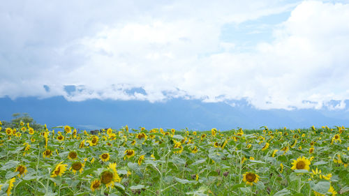 Scenic view of sunflower field against cloudy sky