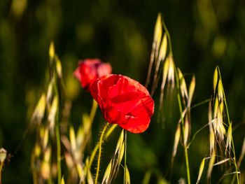 Close-up of red poppy flower on field