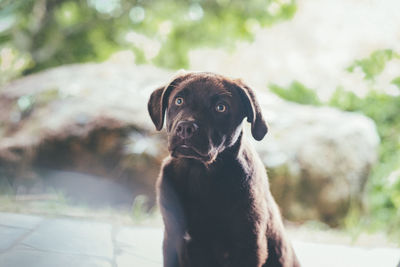 Portrait of a dog