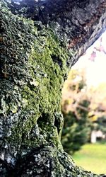 Close-up of moss on tree trunk