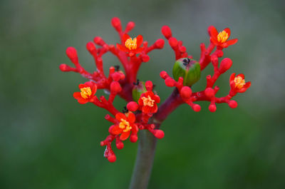 Close-up of red flowers blooming outdoors