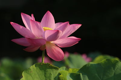 Close-up of pink water lily