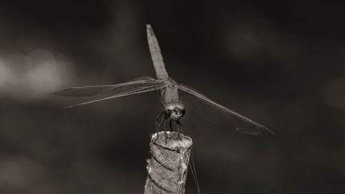 Close-up of dragonfly on wood