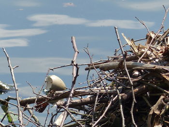 Close-up of bird in nest