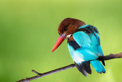 bird