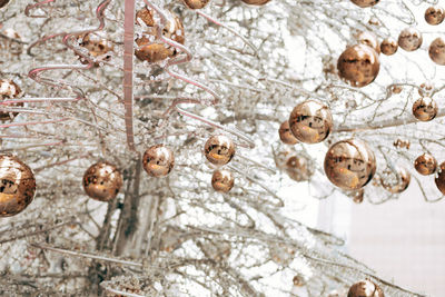 Close-up of snow covered plants