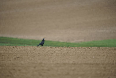 Bird perching on a field