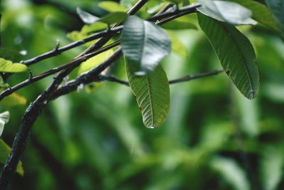 Close-up of green leaves on tree