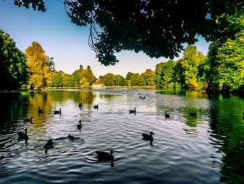 Swans swimming in lake against sky