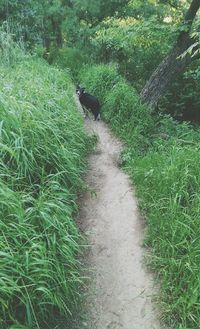 Footpath in park