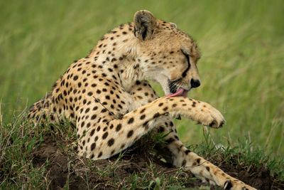 Close-up of cheetah licking paw on mound