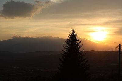 Silhouette of tree at sunset