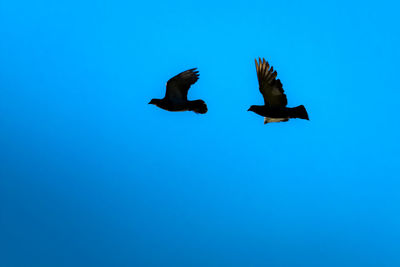 Low angle view of birds flying in sky