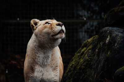 Lioness looking up the sky