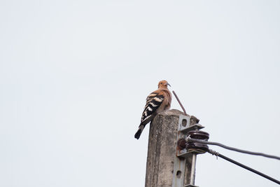 Low angle view of bird perching on cable against clear sky