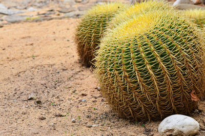 Close up of plant against blurred background