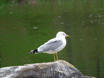 Seagull perching on rock in lake