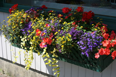 Colorful flowers