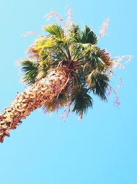 Low angle view of palm tree against clear blue sky