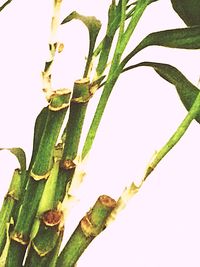 Close-up of plant growing on white background