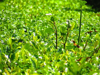 Close-up of plants growing on field