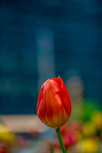 Close-up of red tulip