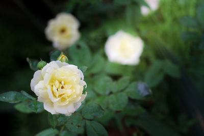 Close-up of white rose